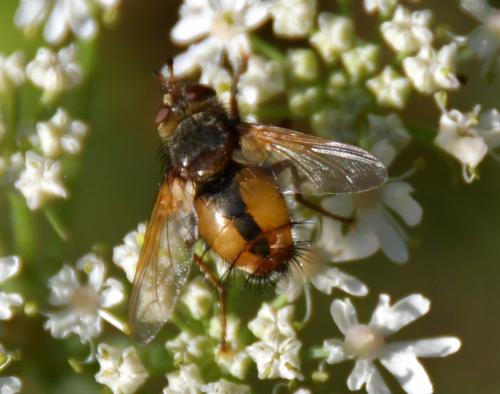 Tachina fera